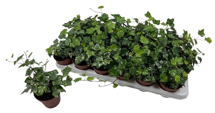 <h4>HED HE KOLIBRI</h4>