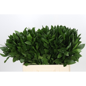 RUSCUS HYPOPHYLLUM