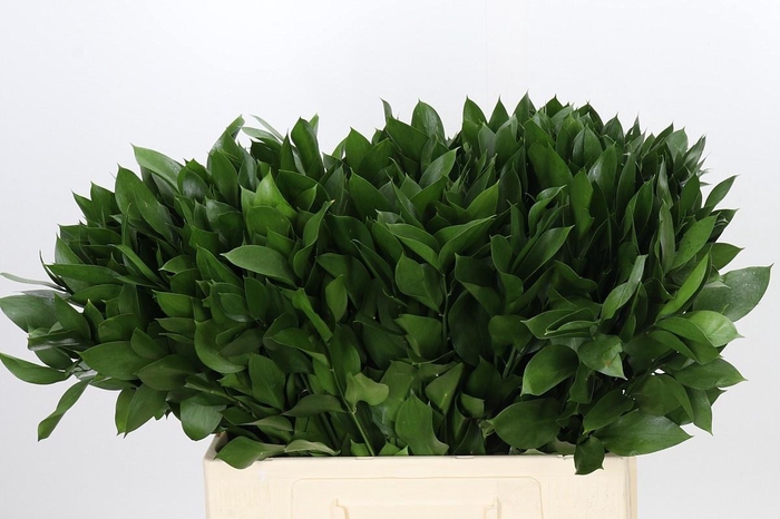 <h4>RUSCUS HYPOPHYLLUM</h4>