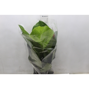 ANTHURIUM JENMANII P19