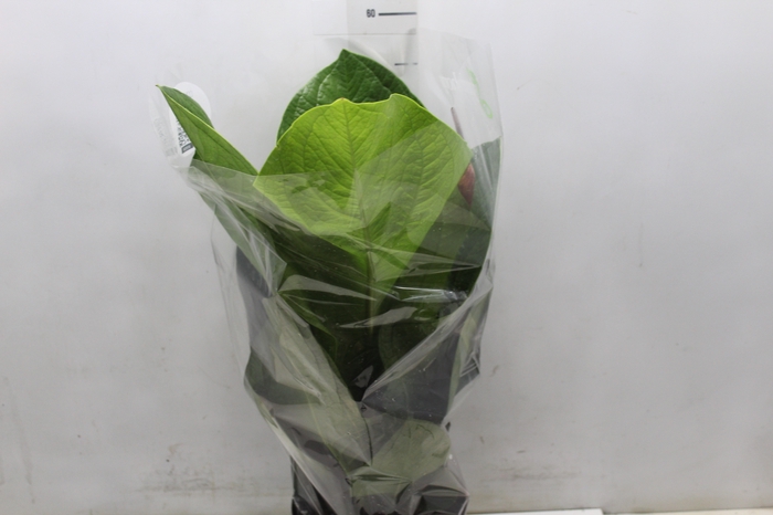 <h4>ANTHURIUM JENMANII P19</h4>