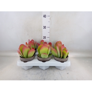 Kalanchoe NF thyrsiflora