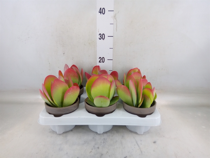 <h4>Kalanchoe NF thyrsiflora</h4>