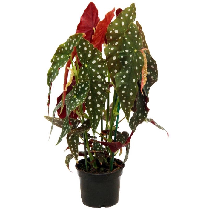 <h4>BEGONIA MACULATA P15 PO</h4>