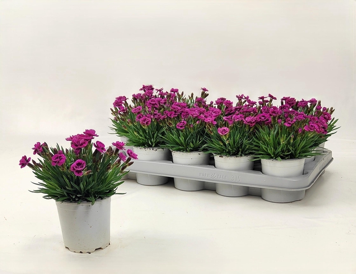 <h4>DIAN PICTURE PERFECT</h4>