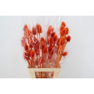 DF Dipsacus Orange Bs 130g