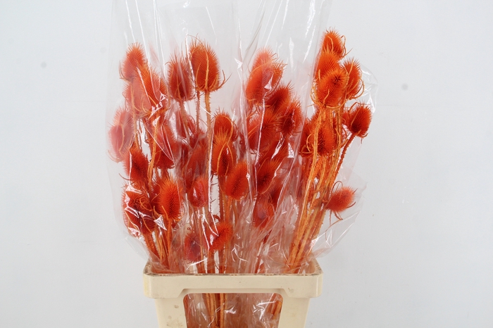 <h4>DF Dipsacus Orange Bs 130g</h4>