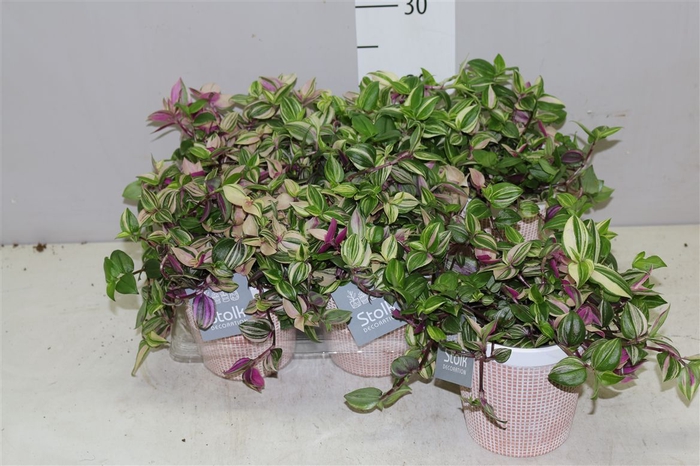 <h4>Tradescantia Fl Quadricolor Terra Keramiek</h4>