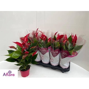 ANTHU BANDEROLA ROJA