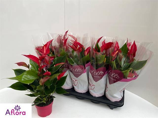 <h4>ANTHU BANDEROLA ROJA</h4>