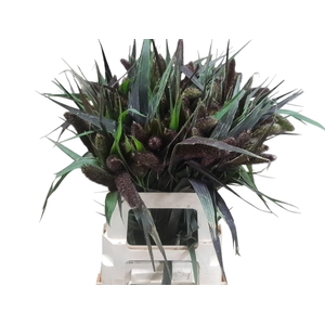 SETARIA IT RED JEWEL
