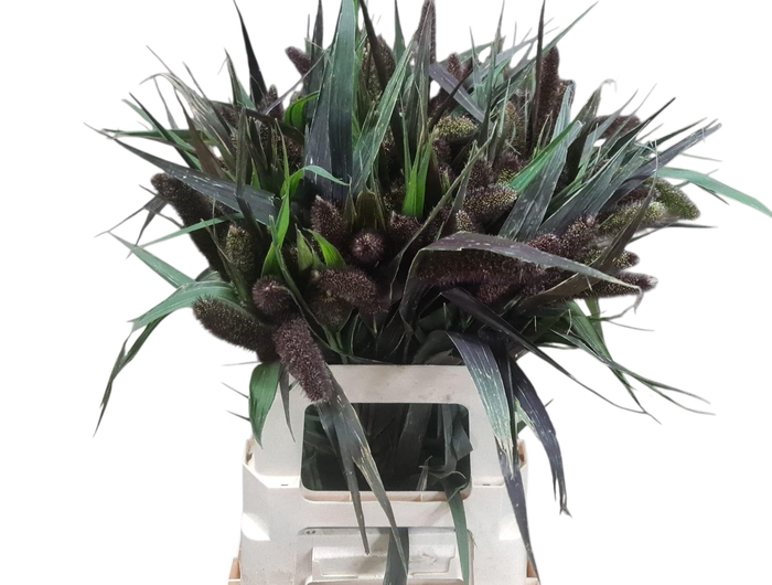<h4>SETARIA IT RED JEWEL</h4>
