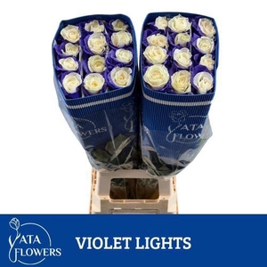 R Gr Klb H% Violet Lights