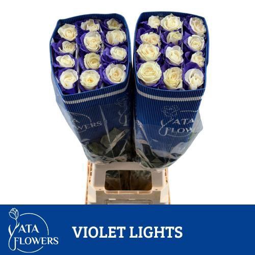 <h4>R Gr Klb H% Violet Lights</h4>