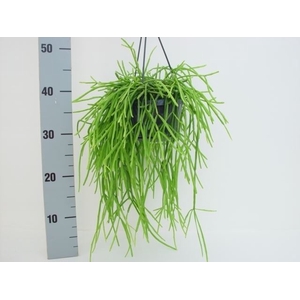 Rhipsalis