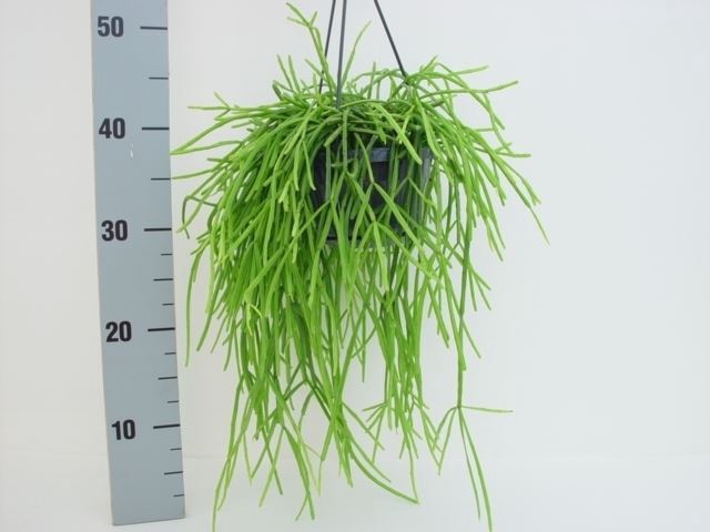 <h4>Rhipsalis</h4>