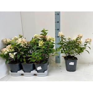 HYDR PANICULATA