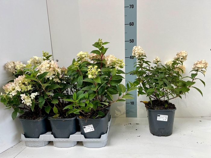 <h4>HYDR PANICULATA</h4>