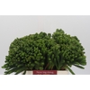 Kaaps Groen Albigreen
