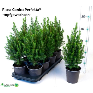PICEA GL PERFECTA P13