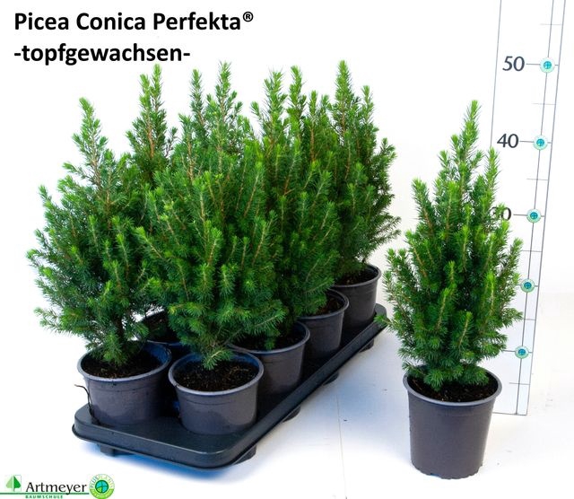 <h4>PICEA GL PERFECTA P13</h4>