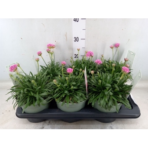 Armeria pseud. 'Dreameria Daydream'