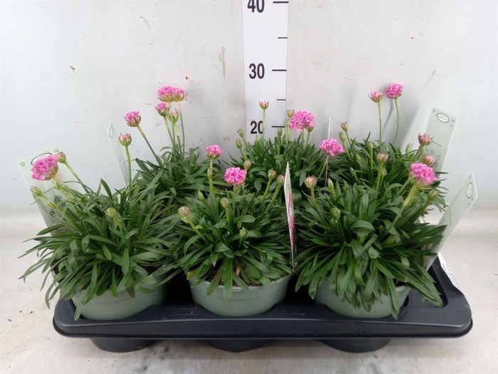 <h4>Armeria pseud. 'Dreameria Daydream'</h4>