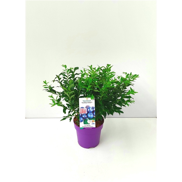 Vaccinium cor. 'Pink Lemonade' PBR