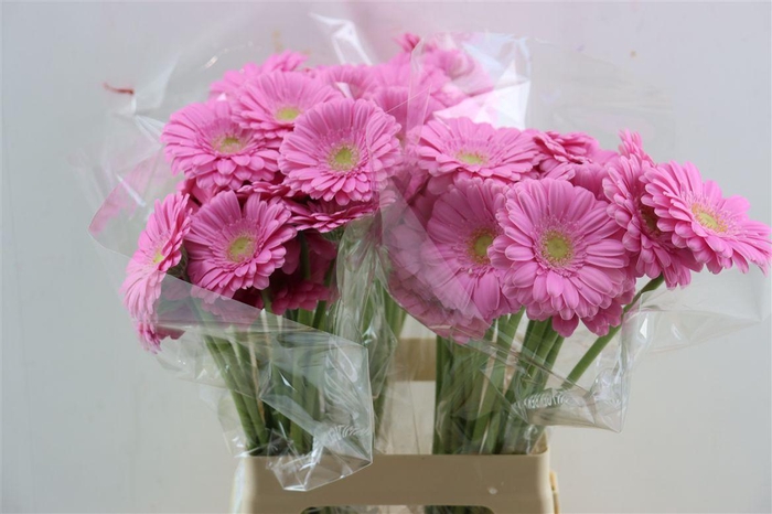 <h4>Ge Mi Kirstey Xxl</h4>