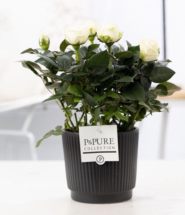 <h4>Rosa white in P&PURE Liv ceramics matt black</h4>