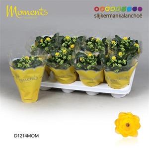 Kalanchoe Moments - Yellow