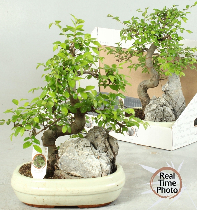 <h4>BONSAI GEM</h4>