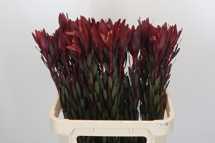 <h4>Leucadendron Saf Sunset Dark Red</h4>