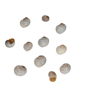 Shell Nathai 1kg