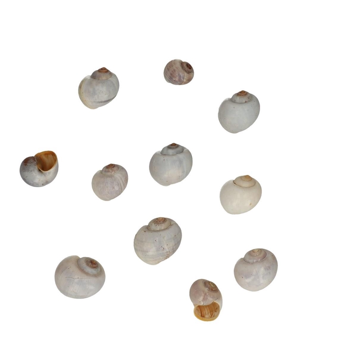 <h4>Shell Nathai 1kg</h4>