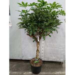 Schefflera arbor. 'Compacta'