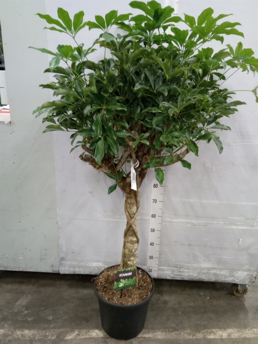 <h4>Schefflera arbor. 'Compacta'</h4>