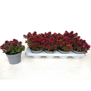 SEDUM SPU SPOT D ROS