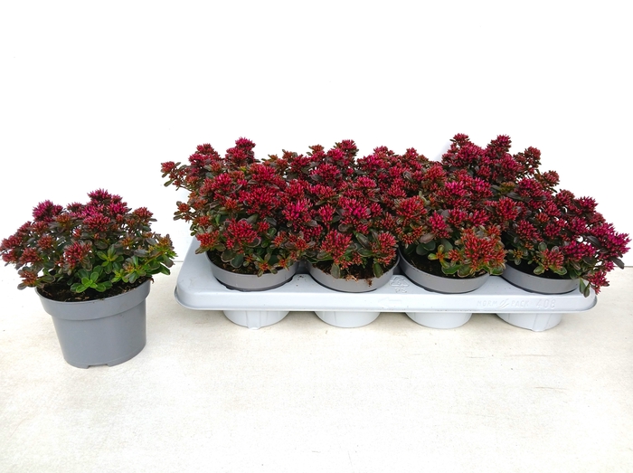 <h4>SEDUM SPU SPOT D ROS</h4>