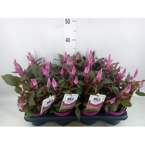 Celosia spic. 'Wild Pink'