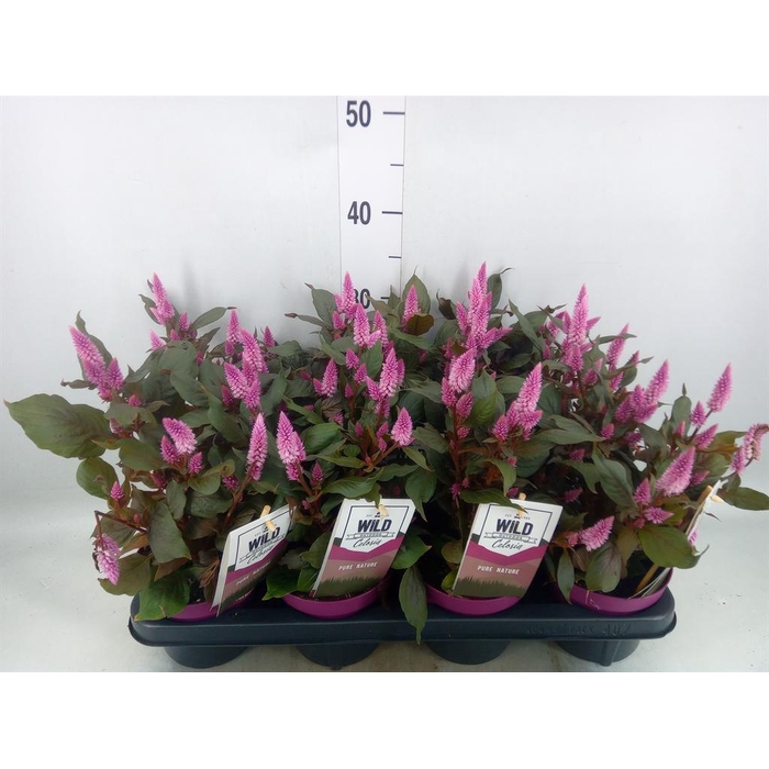 <h4>Celosia spic. 'Wild Pink'</h4>