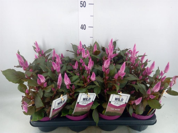 Celosia spic. 'Wild Pink'