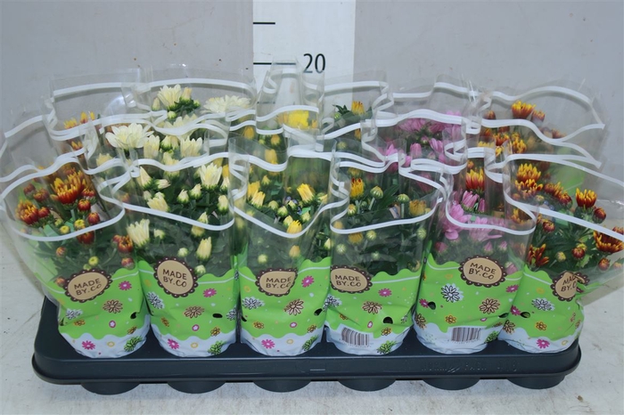 <h4>Chrysanth Gemengd</h4>