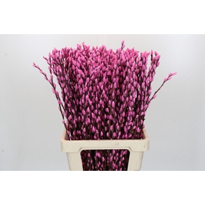 Salix Caprea Snow Flake P. Pink