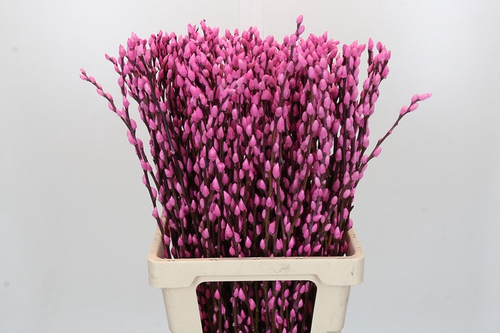 <h4>Salix Caprea Snow Flake P. Pink</h4>