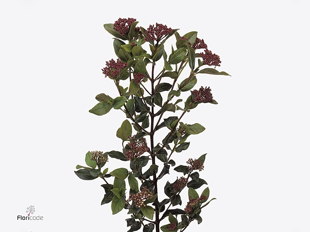 VIBURNUM TINUS BOS