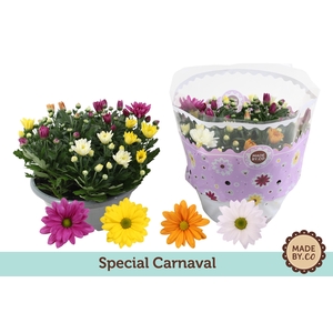 Chrysant Carnaval 23 cm