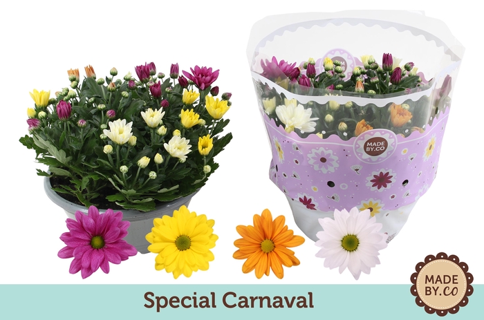<h4>Chrysant Carnaval 23 cm</h4>