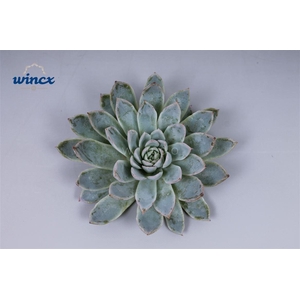 Echeveria Violet Queen Cutflower