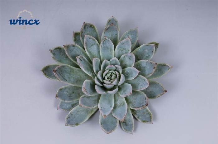 <h4>Echeveria Violet Queen Cutflower</h4>